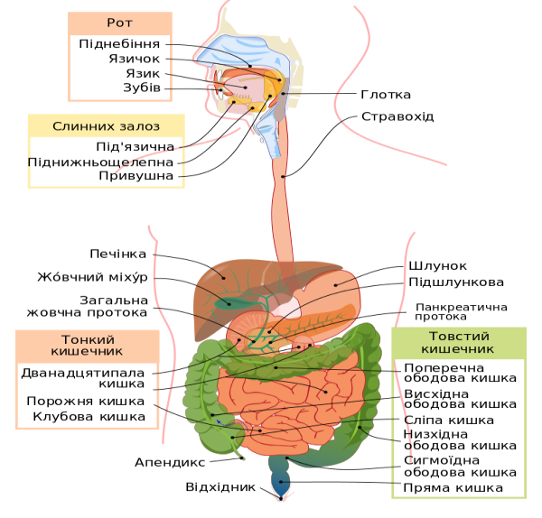 Digestive_system_diagram_uk.svg.png